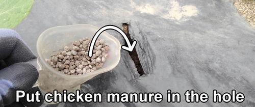 Put chicken manure in the hole