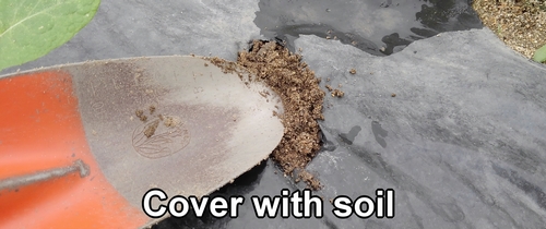 Cover with soil