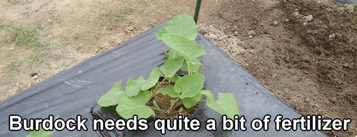 Burdock root needs quite a bit of fertilizer