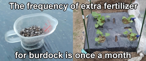 The frequency of extra fertilizer for burdock is once a month