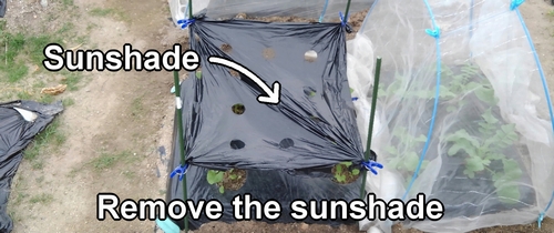 Sunshade from the area where the burdock root is planted