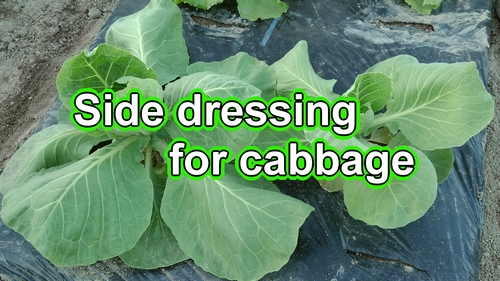 We will fertilize the cabbage (Side dressing for winter cabbage)