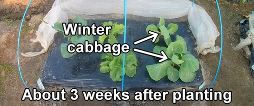 Winter cabbage that has been planted about three weeks ago