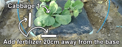 Add extra fertilizer 20cm (8 inches) away from the base of the cabbage plant