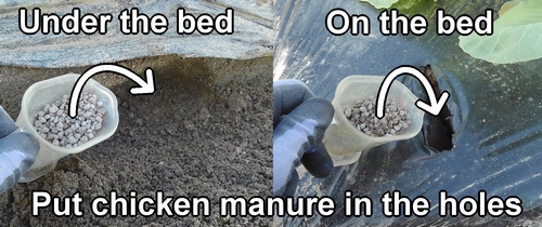 Put chicken manure in the holes