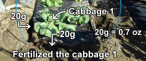 I fertilized the winter cabbage plants