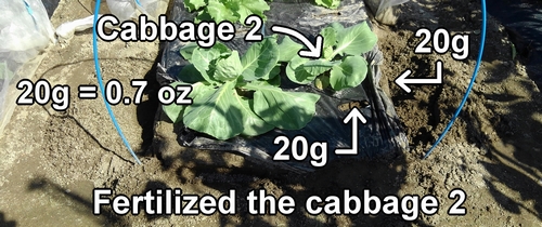 The other winter cabbage plant has also been fertilized