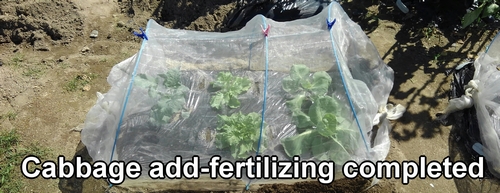 Winter cabbage add-fertilizing completed (Side dressing for winter cabbage is complete)