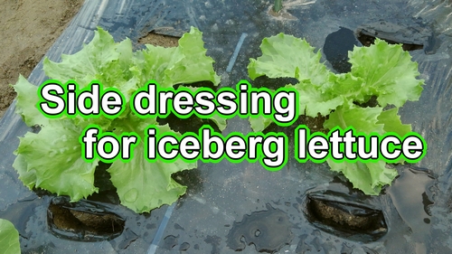 We will fertilize the iceberg lettuce (Side dressing for iceberg lettuce)