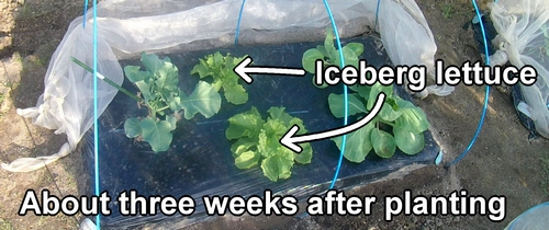 Iceberg lettuce about three weeks after planting