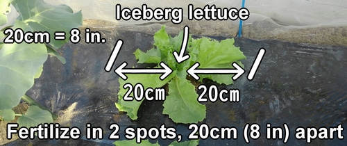 Fertilization spots for iceberg lettuce