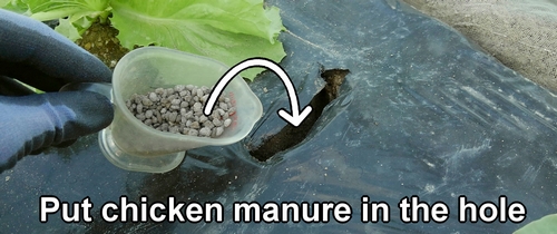 Put chicken manure in the hole