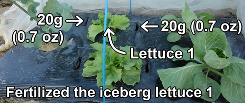 I fertilized the iceberg lettuce plants