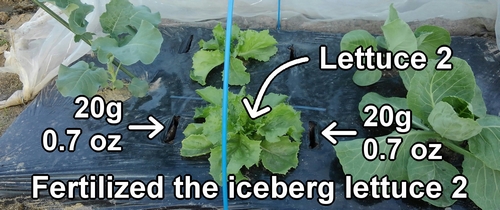 The other iceberg lettuce plant has also been fertilized