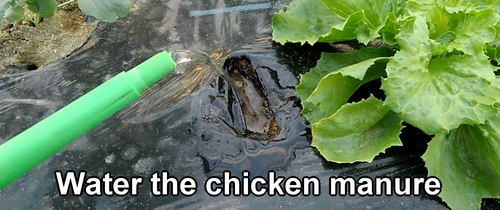 Water the chicken manure