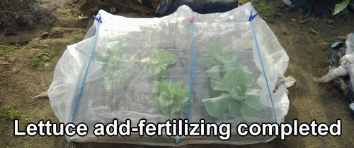 Iceberg lettuce add-fertilizing completed (Side dressing for iceberg lettuce is complete)