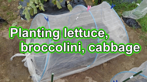 Planting iceberg lettuce seedlings, stem broccoli, and cabbage