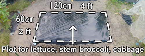 The plot for iceberg lettuce, stem broccoli, and cabbage