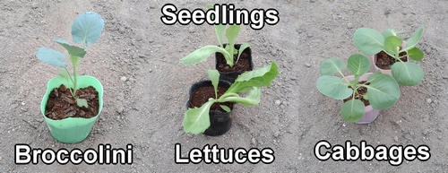 Seedlings of iceberg lettuce, stem broccoli, and cabbage