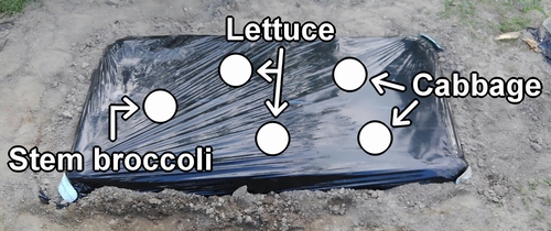 Planting spots for iceberg lettuce, stem broccoli, and cabbage