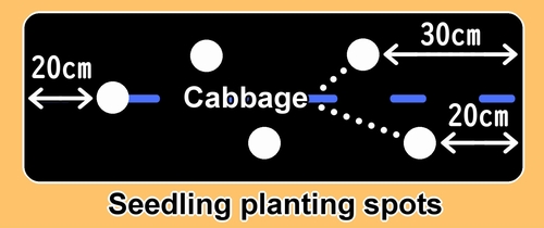 There are 2 planting spots for the cabbage