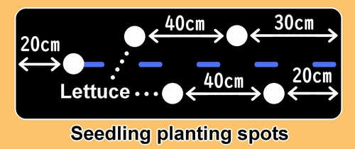 The planting spot for iceberg lettuce should be 40cm (15.7 inches) away from the cabbage