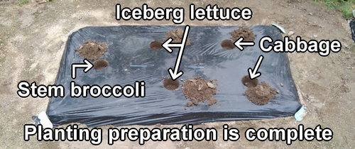 Planting preparation for the iceberg lettuce, stem broccoli, and cabbage is complete