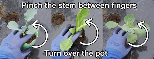 Pinch the stem of the iceberg lettuce, stem broccoli, and cabbage plant between fingers