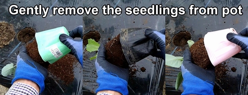 Take the iceberg lettuce, stem broccoli, and cabbage seedling out of the pot