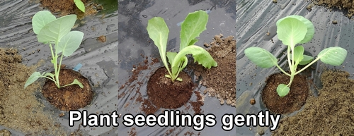 Plant iceberg lettuce, stem broccoli, and cabbage seedlings gently