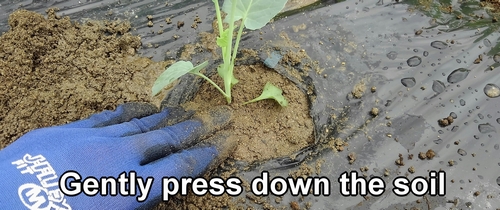 Gently press down the soil