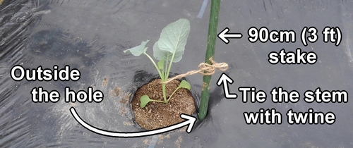 Place the stakes beside the stem broccoli