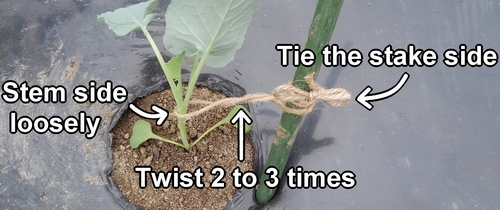 Tie the stem to the stake with twine