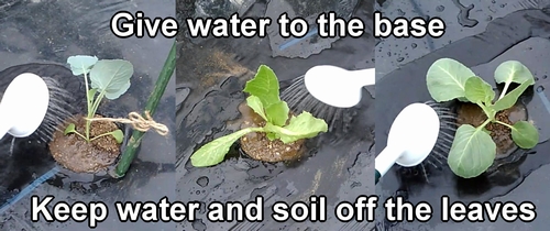 Water in newly planted iceberg lettuce, stem broccoli, and cabbage