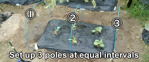 Set up 3 stakes at equal intervals