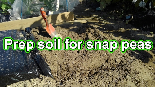 Preparing soil for sugar snap peas (Making soil for sugar snap peas)