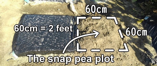 The plot for sugar snap pea (The area for growing snap peas)