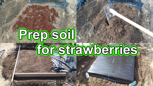 Preparing soil for growing strawberries (Making soil for japanese june bearing strawberries)