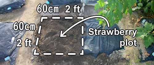 The plot for strawberries (The garden space for japanese june bearing strawberries)