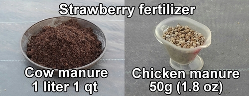 Organic fertilizer for growing strawberries (Starter fertilizer for japanese june bearing strawberries)