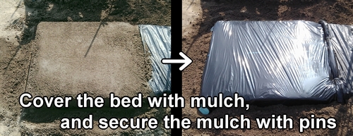 We put mulch on the bed of strawberry