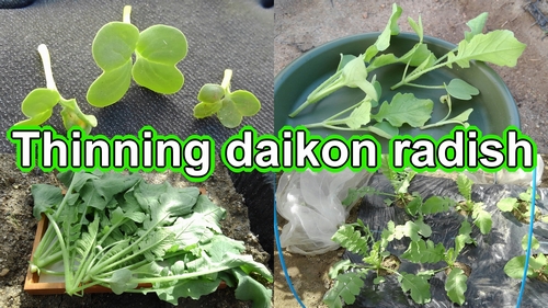 How to thin out daikon radish (Thinning japanese daikon radish)