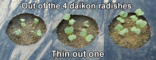 Out of the four daikon radishes, thin out one