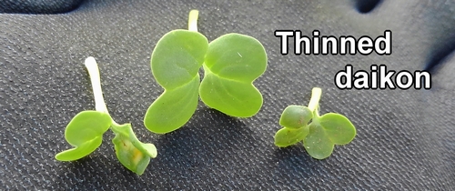 Thinned daikon cotyledons