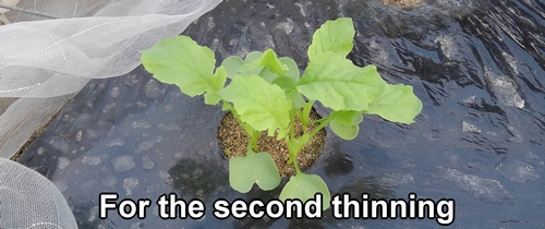 For the second thinning, remove one out of three daikon radishes