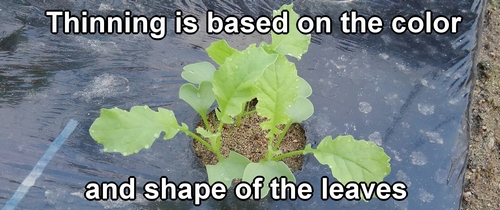 The thinning is based on the color and shape of the daikon leaves