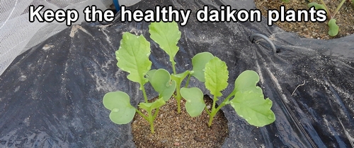 Thin out daikon radishes that have a bad shape or are growing poorly