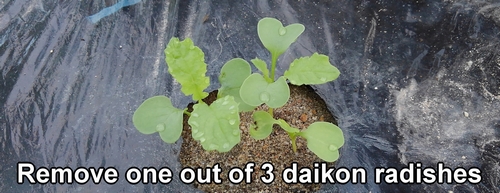 Keep the healthy daikon plants