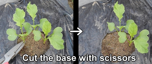 When thinning, use scissors to cut the daikon at the base