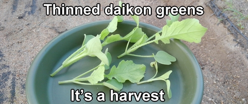 Thinned japanese daikon radish greens